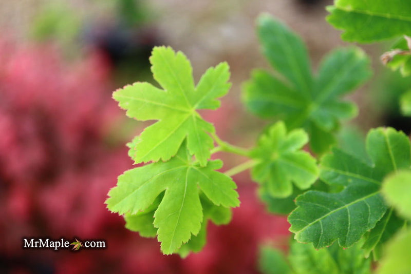 - Acer palmatum 'Koyamadani nishiki' Japanese Maple - Mr Maple │ Buy Japanese Maple Trees