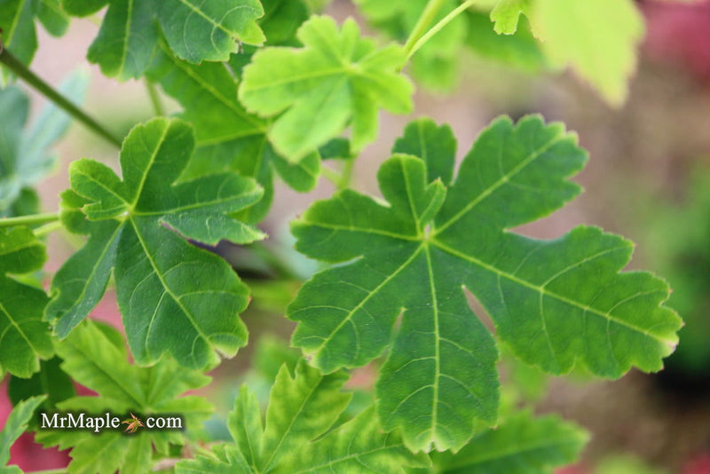 - Acer palmatum 'Koyamadani nishiki' Japanese Maple - Mr Maple │ Buy Japanese Maple Trees