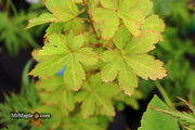 - Acer palmatum 'Koyamadani nishiki' Japanese Maple - Mr Maple │ Buy Japanese Maple Trees