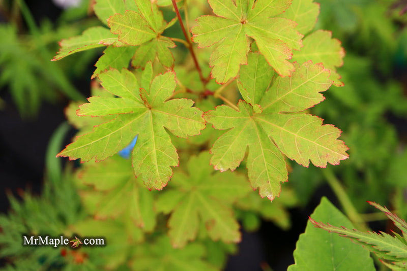 - Acer palmatum 'Koyamadani nishiki' Japanese Maple - Mr Maple │ Buy Japanese Maple Trees