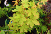 - Acer palmatum 'Koyamadani nishiki' Japanese Maple - Mr Maple │ Buy Japanese Maple Trees