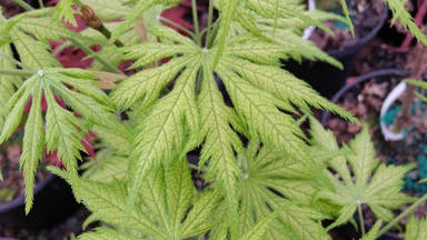 - Acer palmatum 'Koyuki' Japanese Maple - Mr Maple │ Buy Japanese Maple Trees