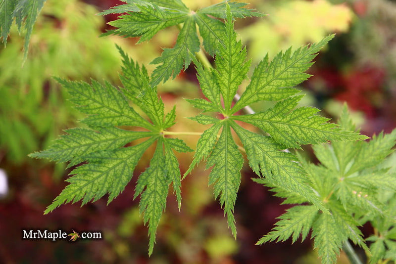 - Acer palmatum 'Koyuki' Japanese Maple - Mr Maple │ Buy Japanese Maple Trees