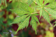 - Acer palmatum 'Koyuki' Japanese Maple - Mr Maple │ Buy Japanese Maple Trees