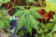 - Acer palmatum 'Koyuki' Japanese Maple - Mr Maple │ Buy Japanese Maple Trees