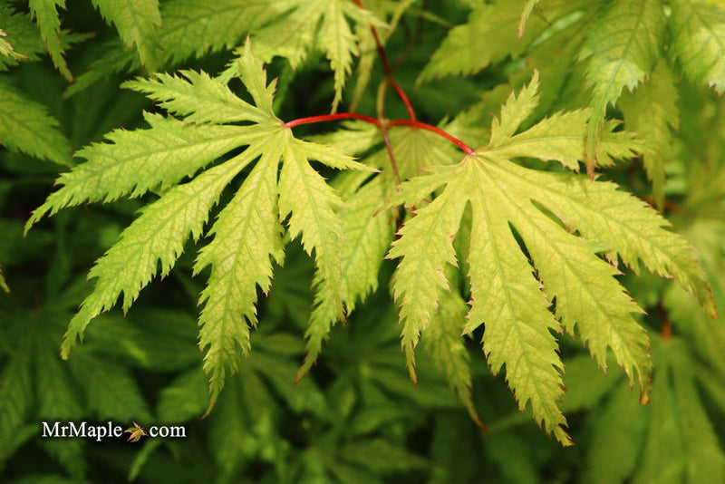 - Acer palmatum 'Koyuki' Japanese Maple - Mr Maple │ Buy Japanese Maple Trees