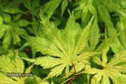 - Acer palmatum 'Koyuki' Japanese Maple - Mr Maple │ Buy Japanese Maple Trees
