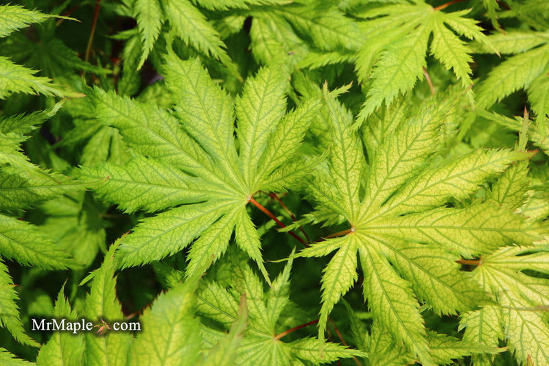- Acer palmatum 'Koyuki' Japanese Maple - Mr Maple │ Buy Japanese Maple Trees