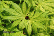 - Acer palmatum 'Koyuki' Japanese Maple - Mr Maple │ Buy Japanese Maple Trees