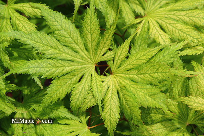- Acer palmatum 'Koyuki' Japanese Maple - Mr Maple │ Buy Japanese Maple Trees