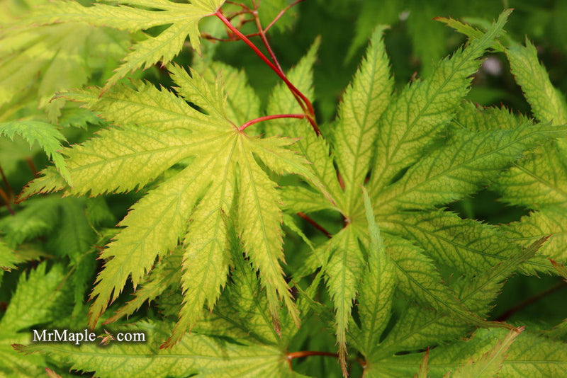 - Acer palmatum 'Koyuki' Japanese Maple - Mr Maple │ Buy Japanese Maple Trees