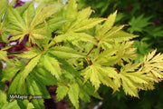 - Acer palmatum 'Koyuki' Japanese Maple - Mr Maple │ Buy Japanese Maple Trees