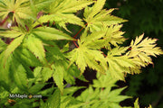- Acer palmatum 'Koyuki' Japanese Maple - Mr Maple │ Buy Japanese Maple Trees
