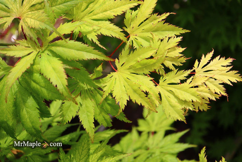 - Acer palmatum 'Koyuki' Japanese Maple - Mr Maple │ Buy Japanese Maple Trees