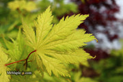 - Acer palmatum 'Koyuki' Japanese Maple - Mr Maple │ Buy Japanese Maple Trees
