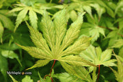 - Acer palmatum 'Koyuki' Japanese Maple - Mr Maple │ Buy Japanese Maple Trees