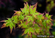 - Acer palmatum 'Krazy Krinkle' Japanese Maple - Mr Maple │ Buy Japanese Maple Trees