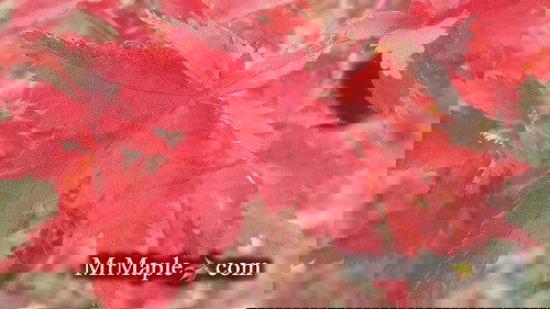 - Acer palmatum 'Krazy Krinkle' Japanese Maple - Mr Maple │ Buy Japanese Maple Trees