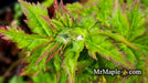 - Acer palmatum 'Krazy Krinkle' Japanese Maple - Mr Maple │ Buy Japanese Maple Trees