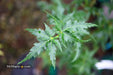 - Acer palmatum 'Krazy Krinkle' Japanese Maple - Mr Maple │ Buy Japanese Maple Trees