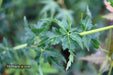 - Acer palmatum 'Krazy Krinkle' Japanese Maple - Mr Maple │ Buy Japanese Maple Trees