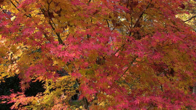 - Acer palmatum 'Kurabu yama' Japanese Maple - Mr Maple │ Buy Japanese Maple Trees