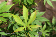 - Acer palmatum 'Kurabu yama' Japanese Maple - Mr Maple │ Buy Japanese Maple Trees