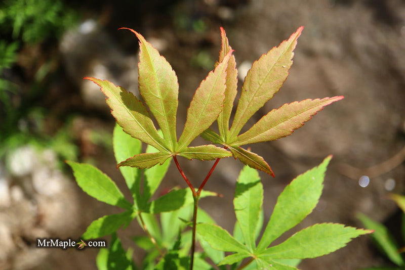 - Acer palmatum 'Kurabu yama' Japanese Maple - Mr Maple │ Buy Japanese Maple Trees