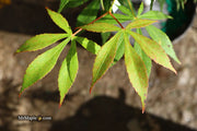 - Acer palmatum 'Kurabu yama' Japanese Maple - Mr Maple │ Buy Japanese Maple Trees
