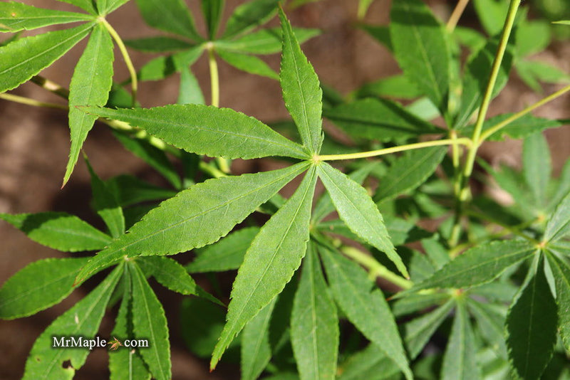 - Acer palmatum 'Kurabu yama' Japanese Maple - Mr Maple │ Buy Japanese Maple Trees