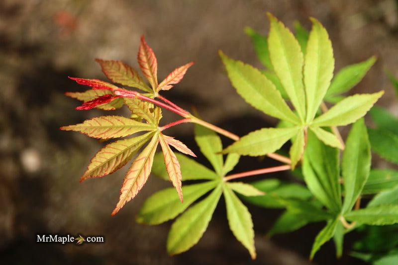 - Acer palmatum 'Kurabu yama' Japanese Maple - Mr Maple │ Buy Japanese Maple Trees