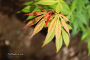- Acer palmatum 'Kurabu yama' Japanese Maple - Mr Maple │ Buy Japanese Maple Trees