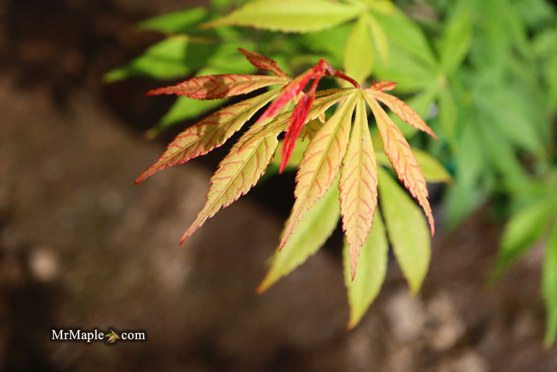 - Acer palmatum 'Kurabu yama' Japanese Maple - Mr Maple │ Buy Japanese Maple Trees