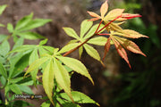 - Acer palmatum 'Kurabu yama' Japanese Maple - Mr Maple │ Buy Japanese Maple Trees