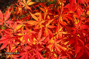 - Acer palmatum 'Kurabu yama' Japanese Maple - Mr Maple │ Buy Japanese Maple Trees