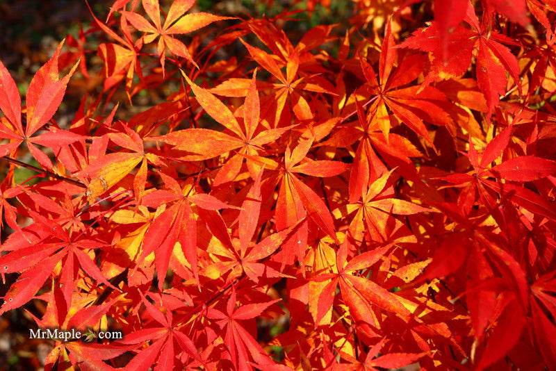 - Acer palmatum 'Kurabu yama' Japanese Maple - Mr Maple │ Buy Japanese Maple Trees