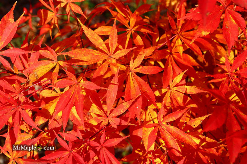 - Acer palmatum 'Kurabu yama' Japanese Maple - Mr Maple │ Buy Japanese Maple Trees