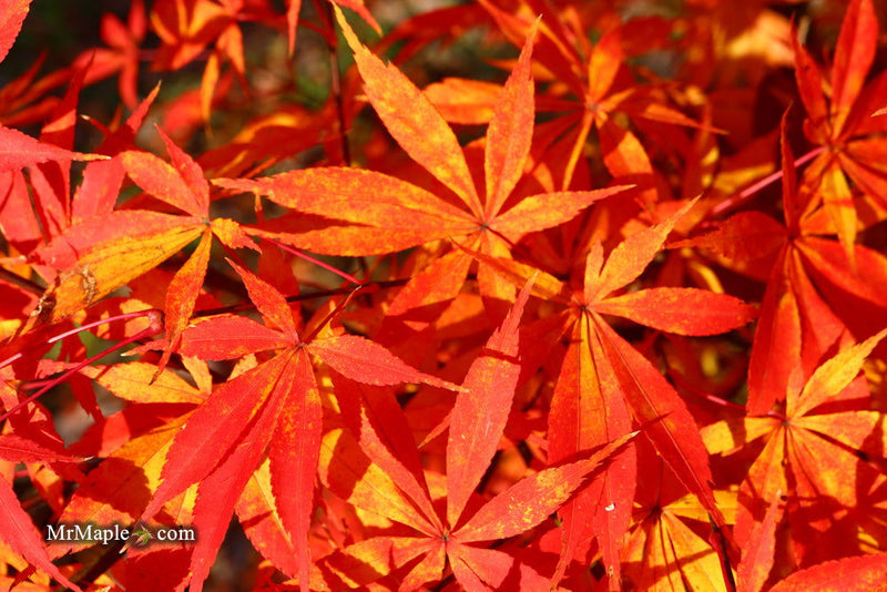 - Acer palmatum 'Kurabu yama' Japanese Maple - Mr Maple │ Buy Japanese Maple Trees