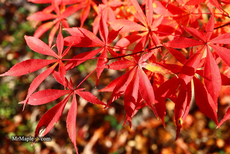 - Acer palmatum 'Kurabu yama' Japanese Maple - Mr Maple │ Buy Japanese Maple Trees