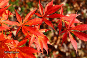 - Acer palmatum 'Kurabu yama' Japanese Maple - Mr Maple │ Buy Japanese Maple Trees