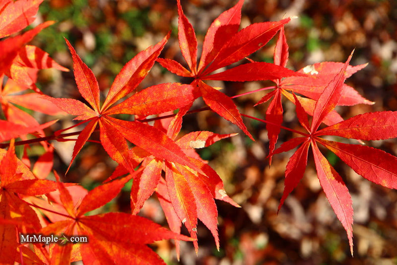 - Acer palmatum 'Kurabu yama' Japanese Maple - Mr Maple │ Buy Japanese Maple Trees
