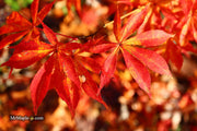 - Acer palmatum 'Kurabu yama' Japanese Maple - Mr Maple │ Buy Japanese Maple Trees