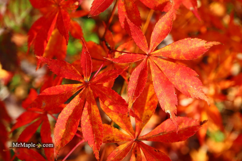 - Acer palmatum 'Kurabu yama' Japanese Maple - Mr Maple │ Buy Japanese Maple Trees