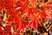 - Acer palmatum 'Kurabu yama' Japanese Maple - Mr Maple │ Buy Japanese Maple Trees