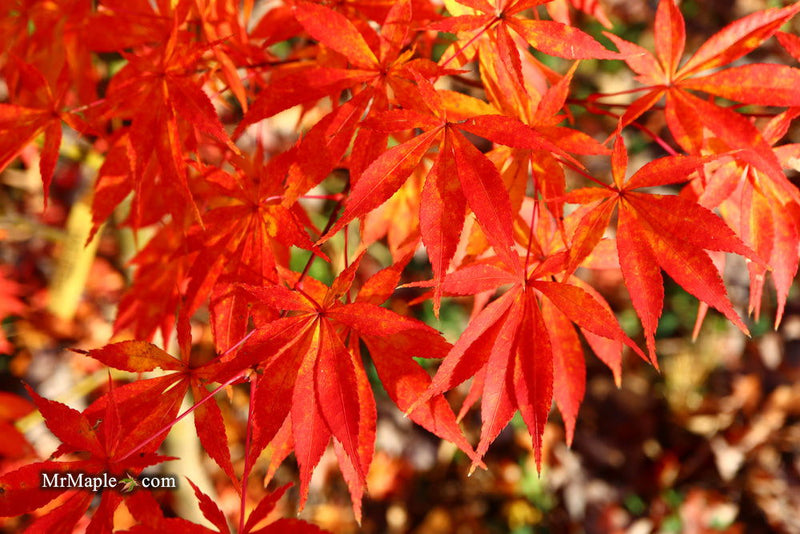 - Acer palmatum 'Kurabu yama' Japanese Maple - Mr Maple │ Buy Japanese Maple Trees