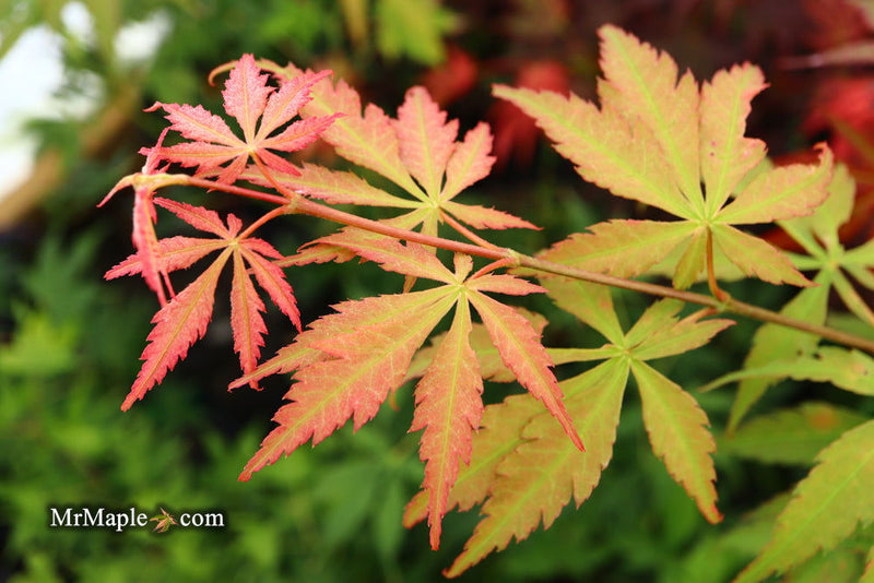 - Acer palmatum 'Kurabu yama' Japanese Maple - Mr Maple │ Buy Japanese Maple Trees