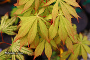 - Acer palmatum 'Kurabu yama' Japanese Maple - Mr Maple │ Buy Japanese Maple Trees