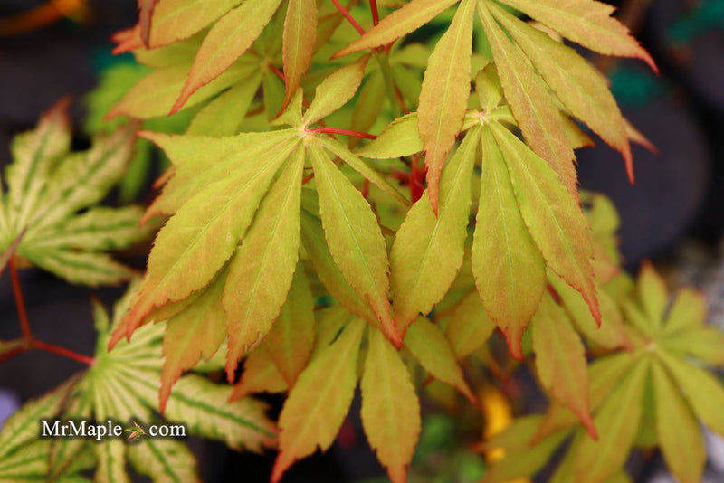 - Acer palmatum 'Kurabu yama' Japanese Maple - Mr Maple │ Buy Japanese Maple Trees