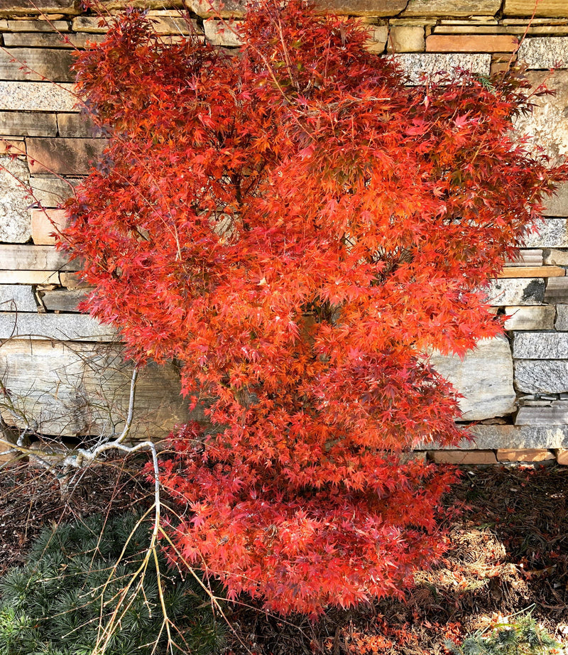 - Acer palmatum 'Kuro hime' Princess Japanese Maple - Mr Maple │ Buy Japanese Maple Trees