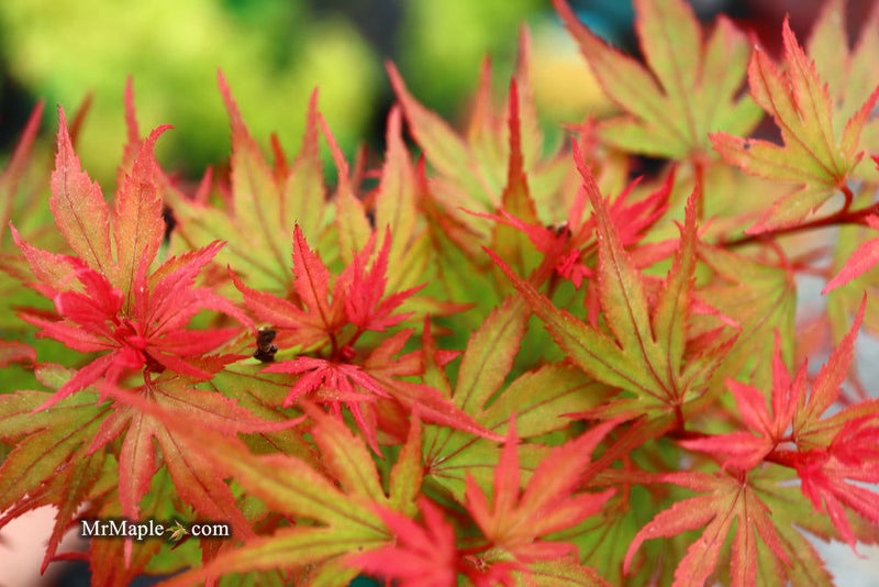 - Acer palmatum 'Kuro hime' Princess Japanese Maple - Mr Maple │ Buy Japanese Maple Trees
